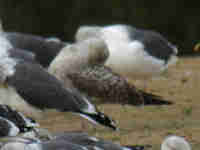 Goéland argenté Larus argentatus LBL