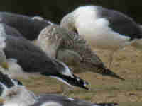 Goéland argenté Larus argentatus LBL