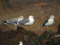 Goéland leucophée Larus michahellis PDJH