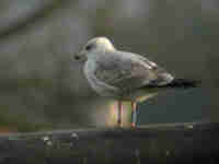 Goéland argenté Larus argentatus B258