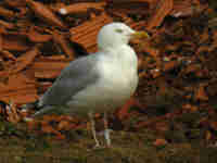 Goéland argenté Larus argentatus R:C3V