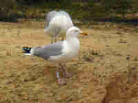 Goéland argenté Larus argentatus 4.RR8