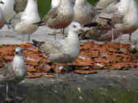 Goéland argenté Larus argentatus B938