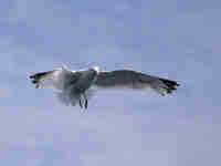 Goéland argenté Larus argentatus agenteus