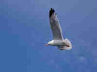 Goéland argenté Larus argentatus agenteus