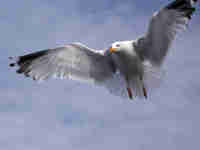 Goéland argenté Larus argentatus agenteus