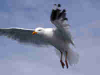 Goéland argenté Larus argentatus agenteus