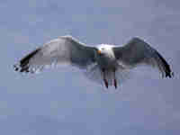 Goéland argenté Larus argentatus agenteus