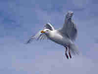 Goéland argenté Larus argentatus agenteus