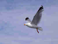 Goéland argenté Larus argentatus agenteus