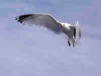 Goéland argenté Larus argentatus agenteus