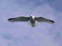 Goéland argenté Larus argentatus agenteus