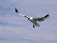 Goéland argenté Larus argentatus agenteus