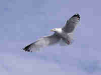 Goéland argenté Larus argentatus agenteus