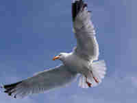 Goéland argenté Larus argentatus agenteus