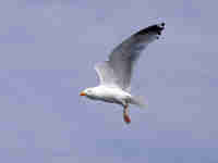 Goéland argenté Larus argentatus agenteus