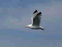 Goéland argenté Larus argentatus agenteus