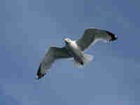 Goéland argenté Larus argentatus agenteus