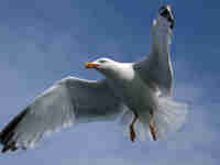 Goéland argenté Larus argentatus agenteus