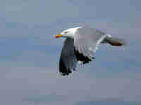 Goéland argenté Larus argentatus agenteus