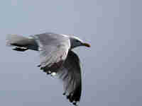 Goéland argenté Larus argentatus agenteus