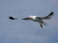 Goéland argenté Larus argentatus agenteus