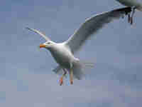 Goéland argenté Larus argentatus agenteus