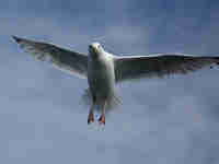 Goéland argenté Larus argentatus agenteus