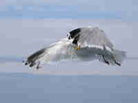 Goéland argenté Larus argentatus agenteus