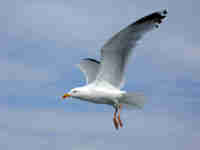 Goéland argenté Larus argentatus agenteus