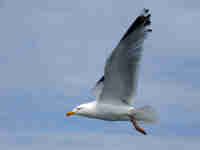 Goéland argenté Larus argentatus agenteus