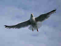 Goéland argenté Larus argentatus agenteus