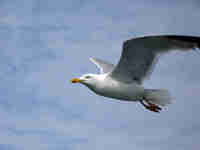 Goéland argenté Larus argentatus agenteus