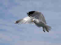 Goéland argenté Larus argentatus agenteus