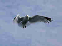 Goéland argenté Larus argentatus agenteus