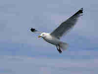 Goéland argenté Larus argentatus agenteus