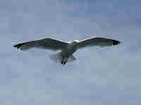 Goéland argenté Larus argentatus agenteus