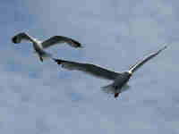 Goéland argenté Larus argentatus agenteus