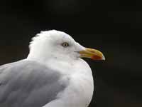 Goéland argenté Larus argentatus argenteus