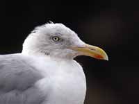 Goéland argenté Larus argentatus argenteus