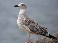 Goéland argenté Larus argentatus argenteus