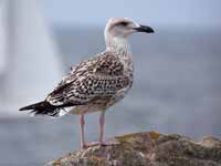 Goéland argenté Larus argentatus argenteus