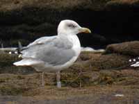 Goéland argenté Larus argentatus 0S6