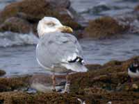 Goéland argenté Larus argentatus 0S6