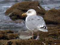 Goéland argenté Larus argentatus 0S6