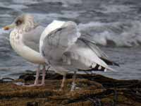 Goéland argenté Larus argentatus 0S6