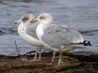 Goéland argenté Larus argentatus 0S6