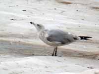 Goéland argenté Larus argentatus B258