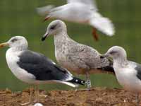 Goéland argenté Larus argentatus R:A7R