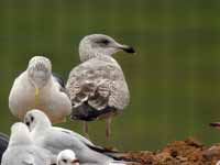 Goéland argenté Larus argentatus R:A7R